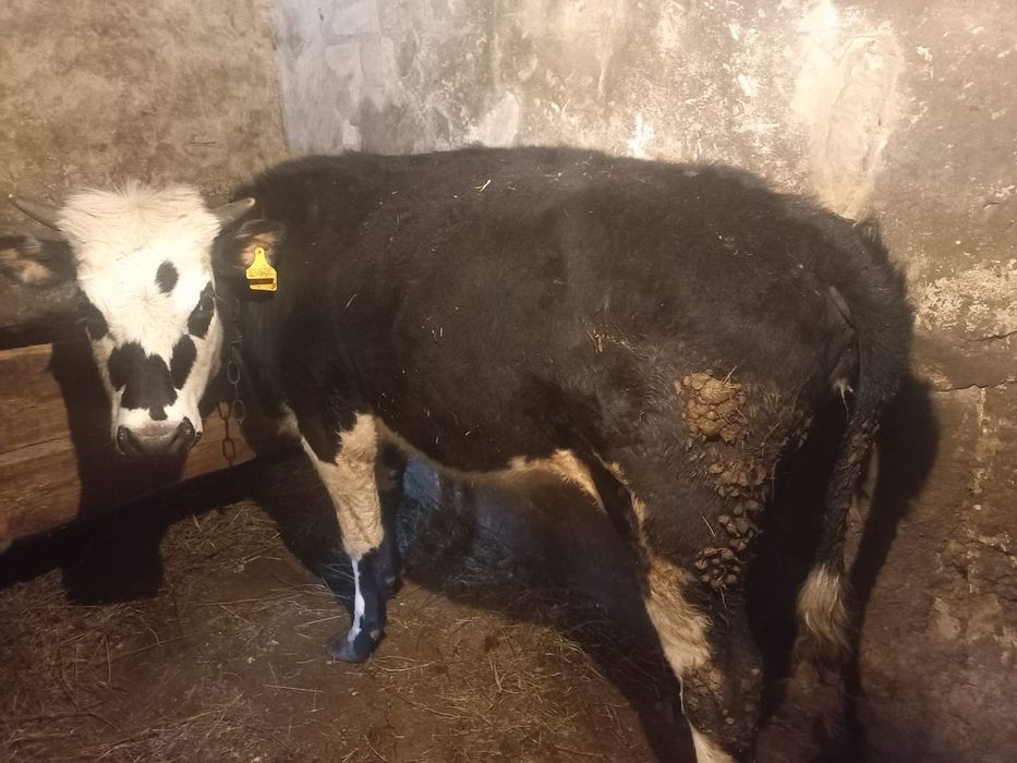 Продам телят подробности по телефону