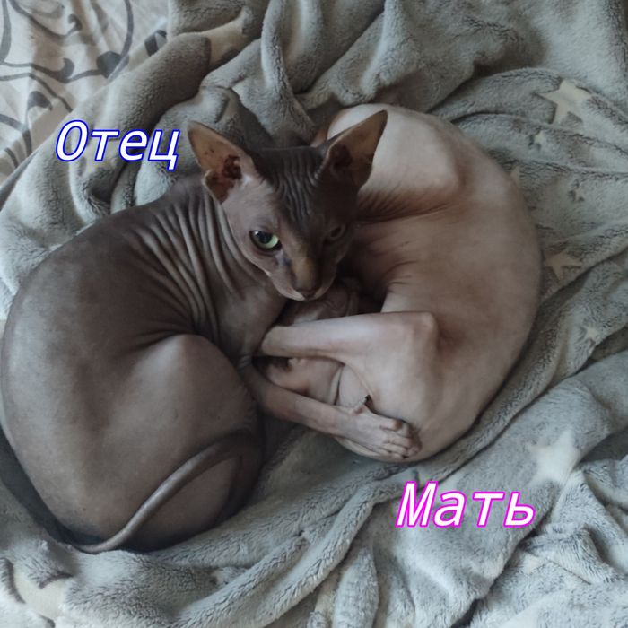 Бронирование котят сфинксов