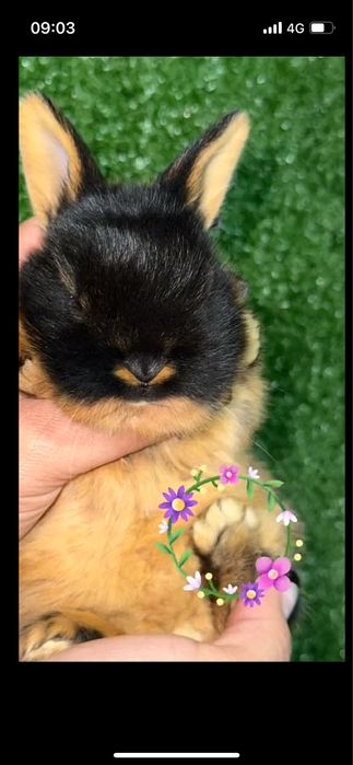 Огнёвка (черно-огненный) кролик