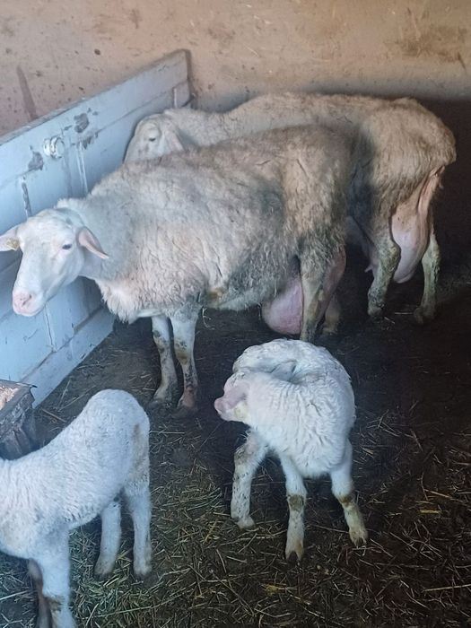 Parodali quylar sotiladi