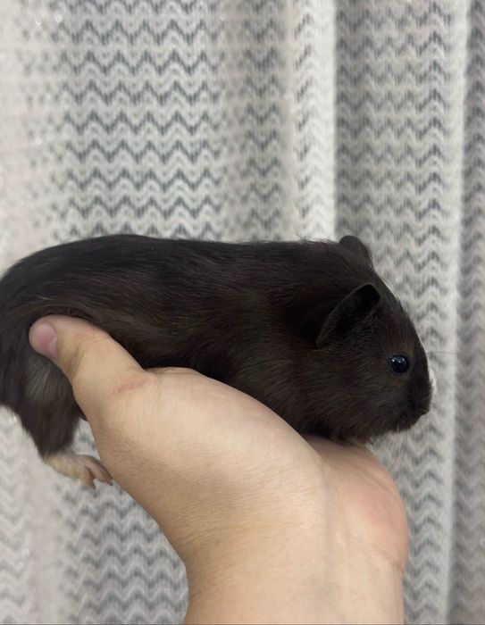 Продам морских свинок