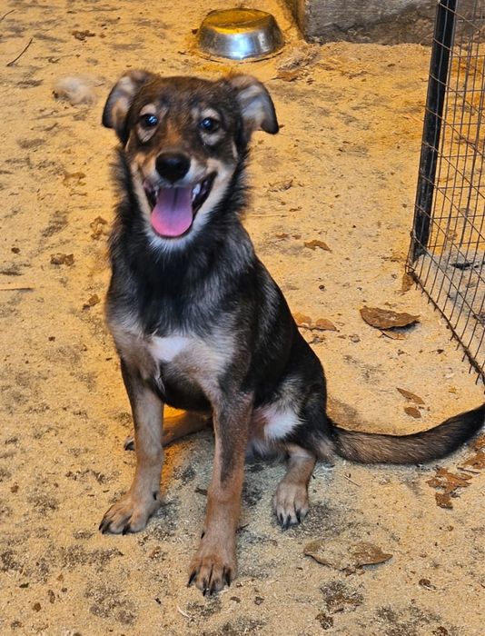 Щенки мальчики возрастом семь месяцев ищут дом