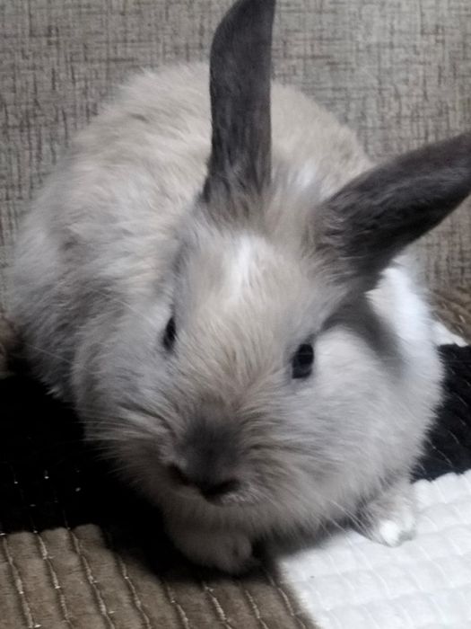 Кролик карликовый