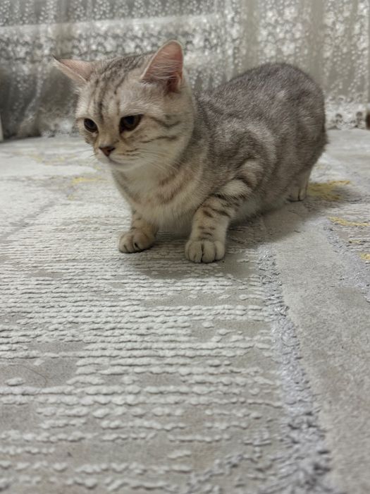Требуется кот на вязку.БЕСПЛАТНО