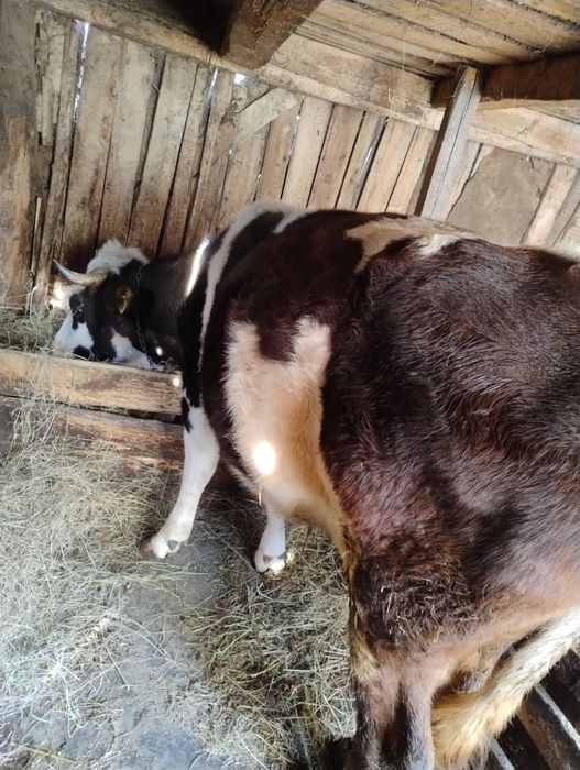 Vând vaca în vârstă de 5 anii ,are o fătare, gestanta în 2 luni