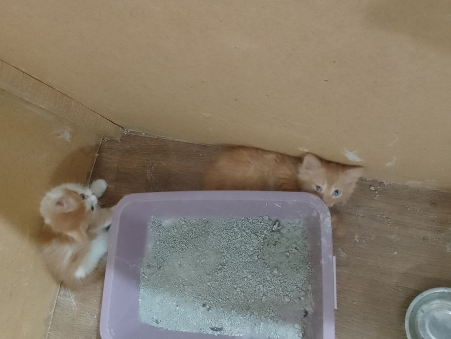 Отдам котят бесплатно