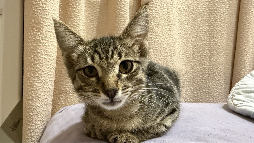 ищу дом для котенка