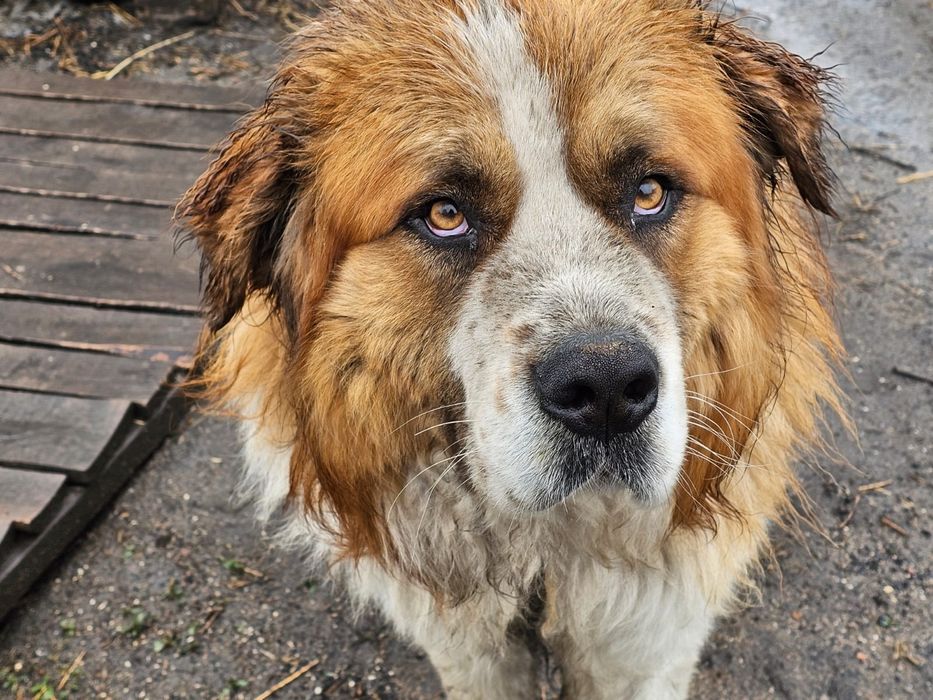 Московская сторожевая вязка