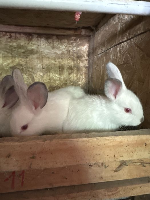 Kaliforniya Quyon bolalari sotiladi  75.dan boshlab  bor yoshiga qarab