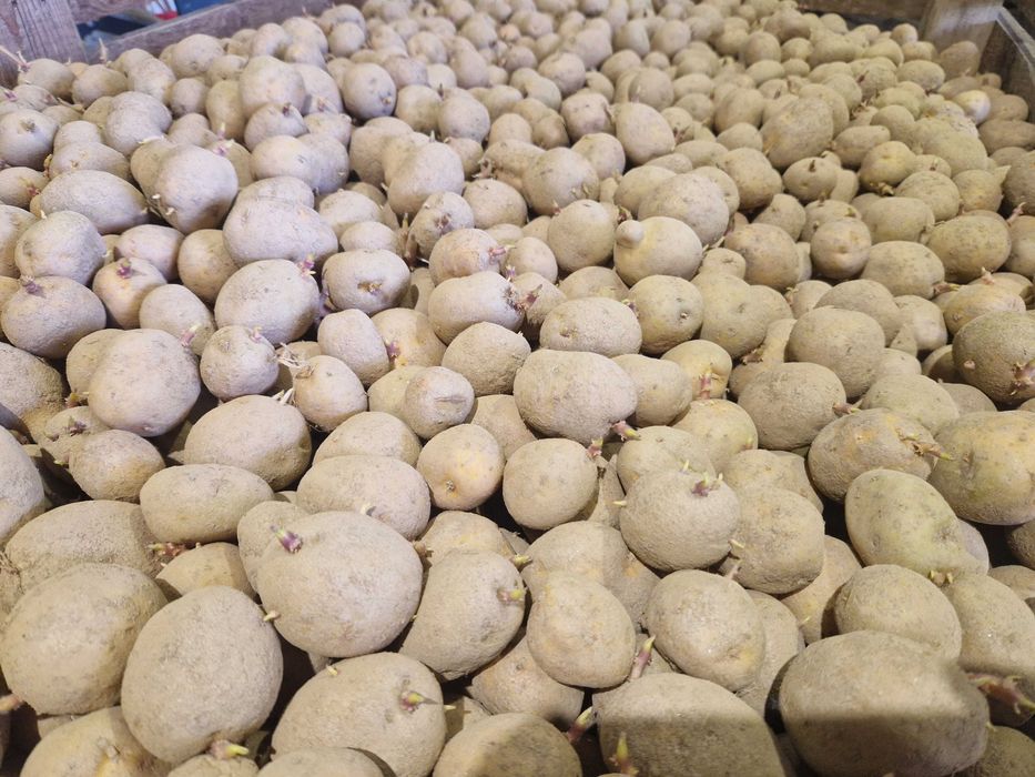 Cartofi de samanta Marabel , Red lady, Soraya