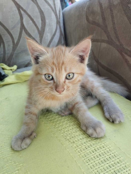 Отдам котят в хорошие руки