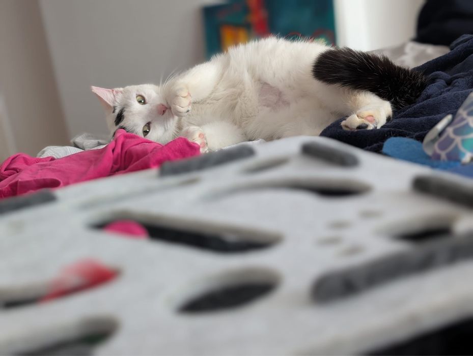 MuNa o miiiinunata pisica pentru adopție