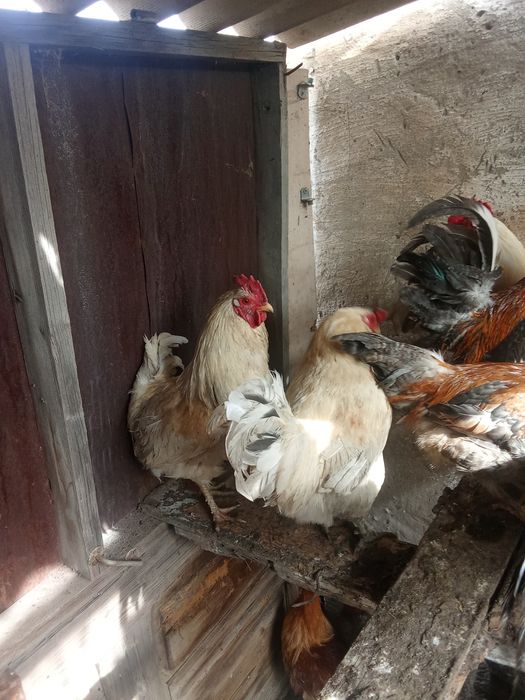 Продам петухов по 1500