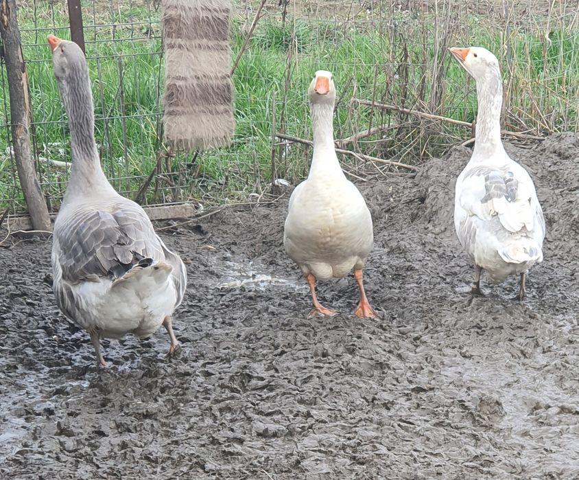 Vând gâște sau schimb