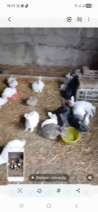Vand iepurasi! mai sunt 18 disponibili