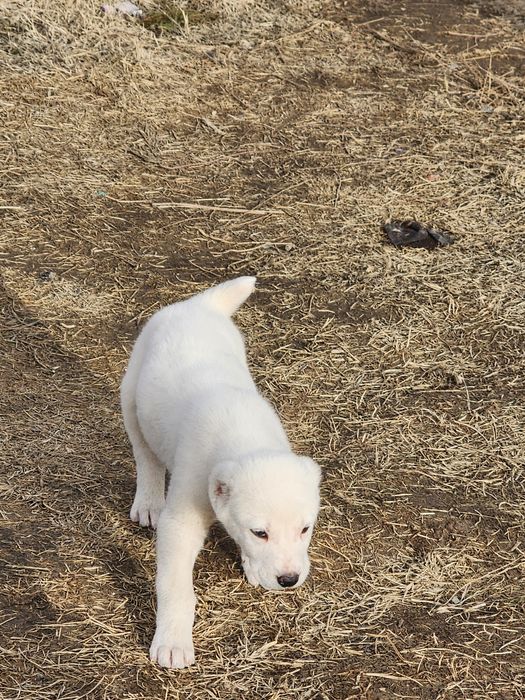 Щенок алабая 28 дней мальчик