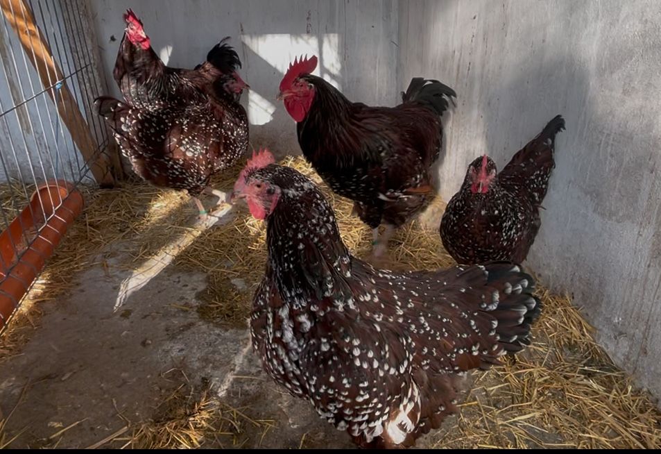 Oua incubat Sussex / Susex  portelan