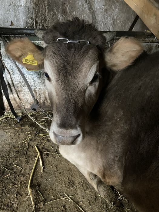 Продам телку алатаускую