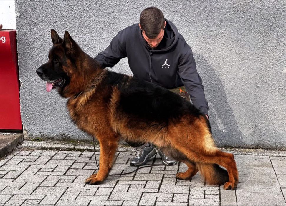 Немска овчарка мъжко куче