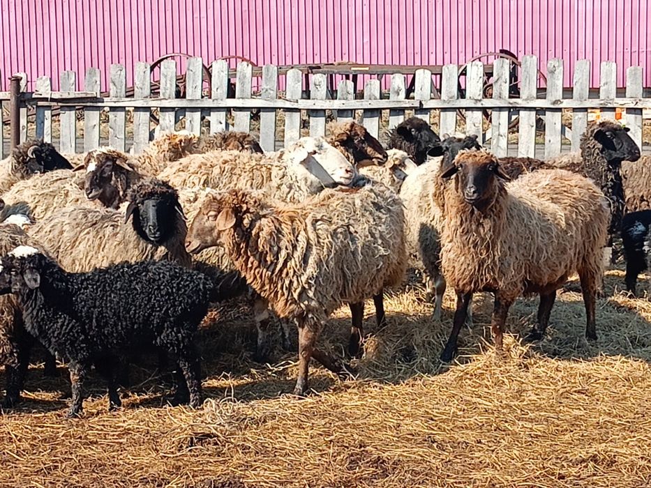 Продам овечек на развод