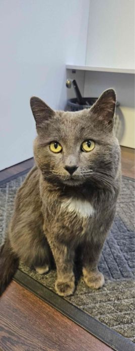 ПРОПАЛ КОТ! Помогите найти