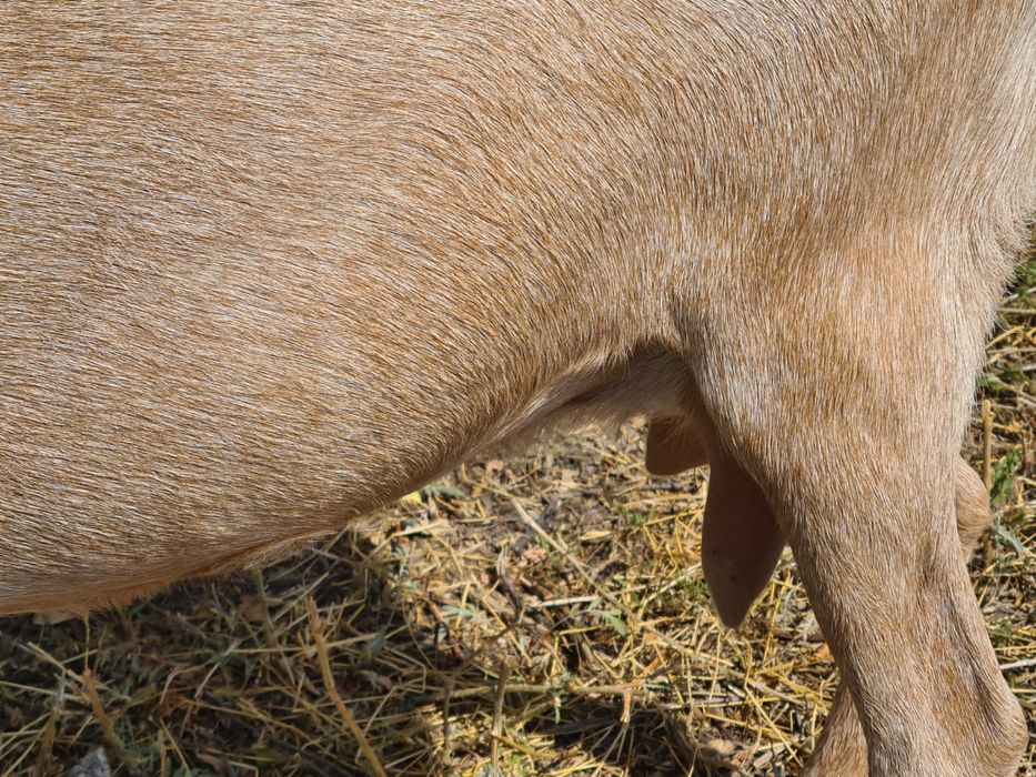 Ешкі лағымен козел с козленком