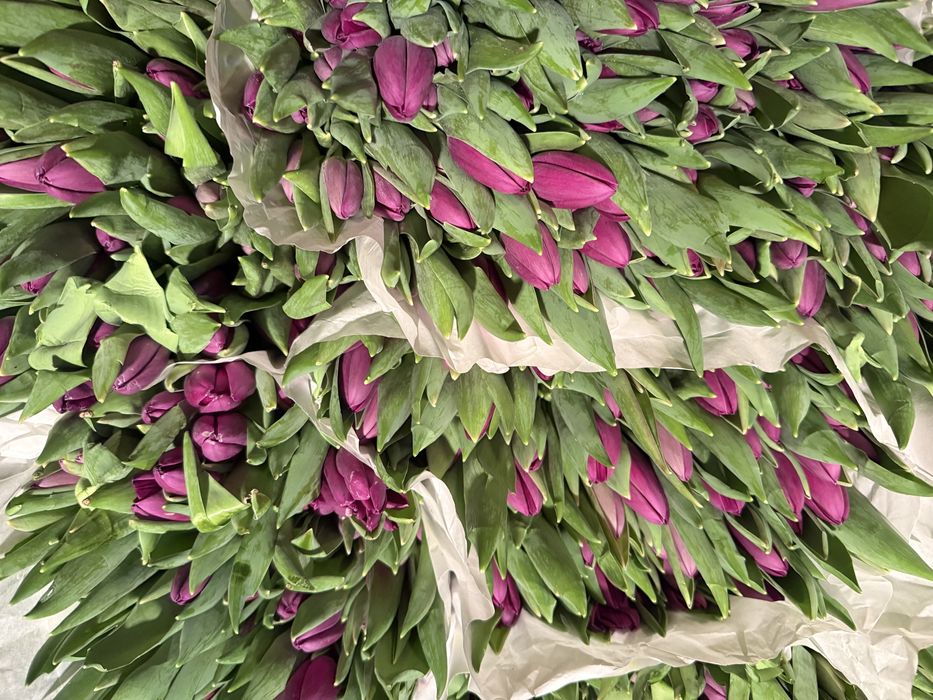 Тюльпаны оптом и в розницу! Центр города