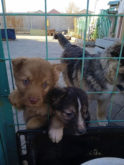 Щенки в добрые, ответственные руки.