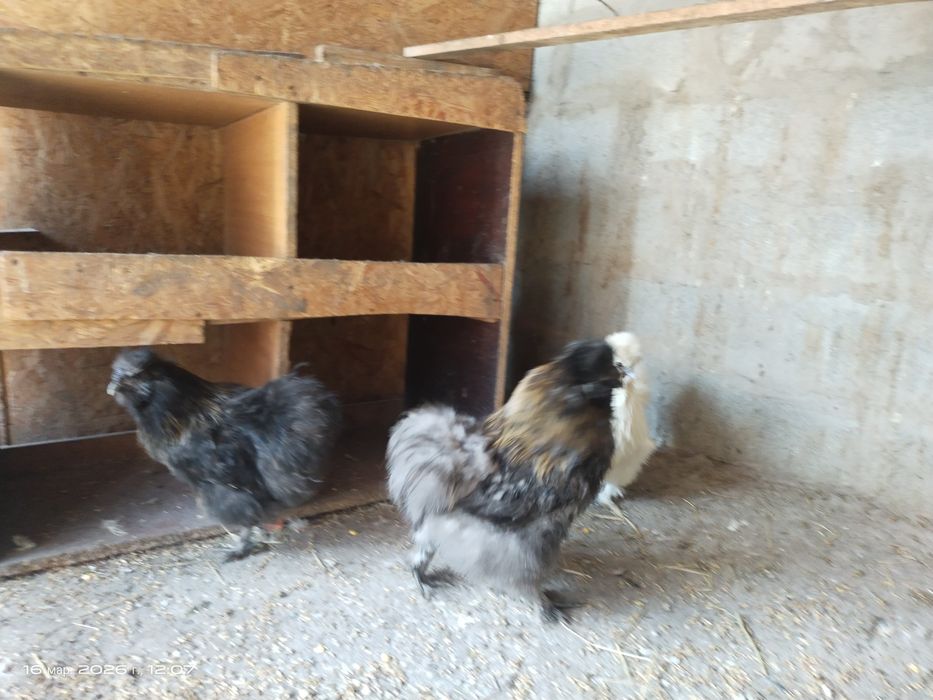 Продам китайских шёлковых петушков молодые