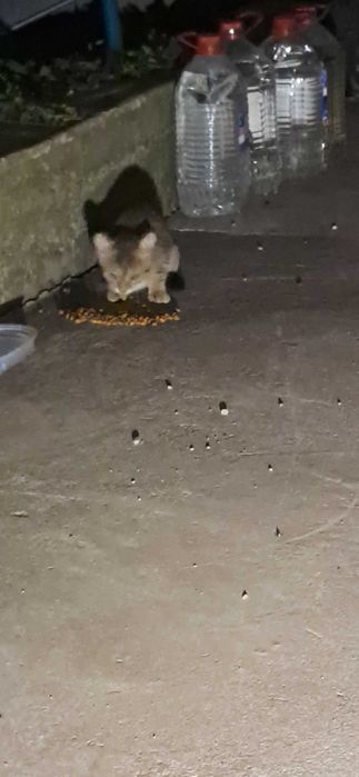 Donez pui de pisica tigrata