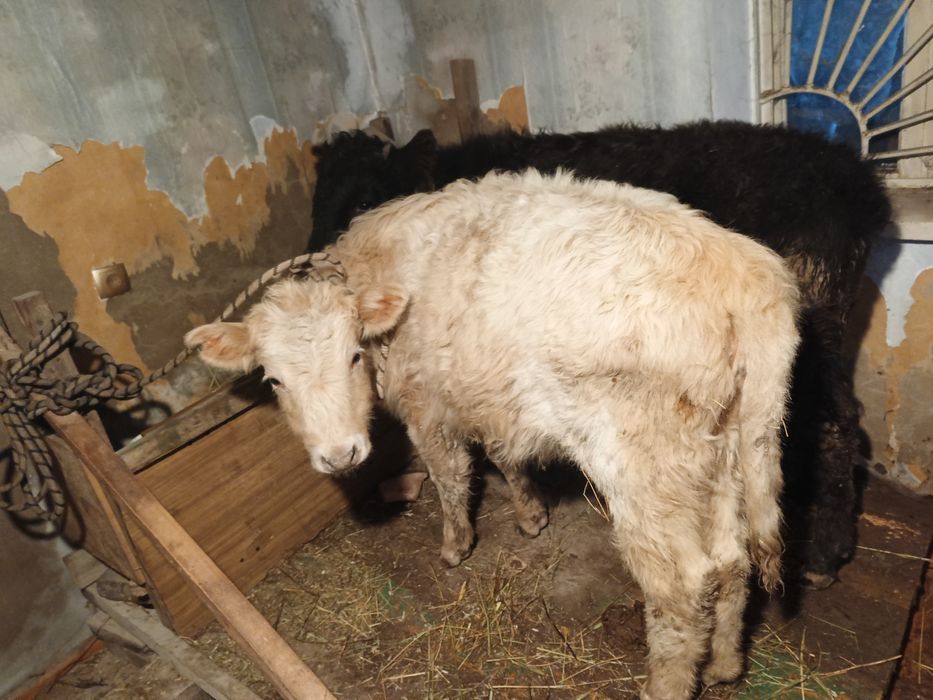 Ургашы  еки бас сатылымда