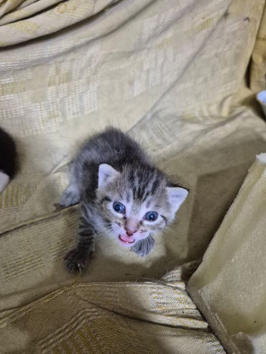 Котятки ищут дом очень ласковые