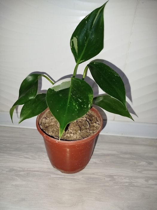 Feladendron belaya prinsesa