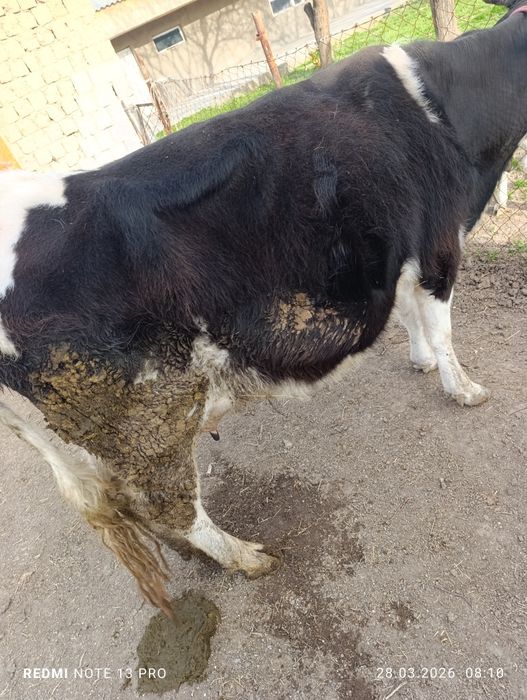 Тез арада бұзаулы сиырлар сатылады