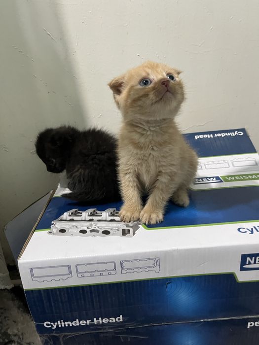 Шотландский вислоухи 6 шт