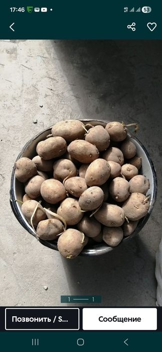 Семена картофеля