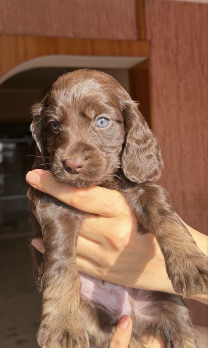 Продам щенков спаниеля