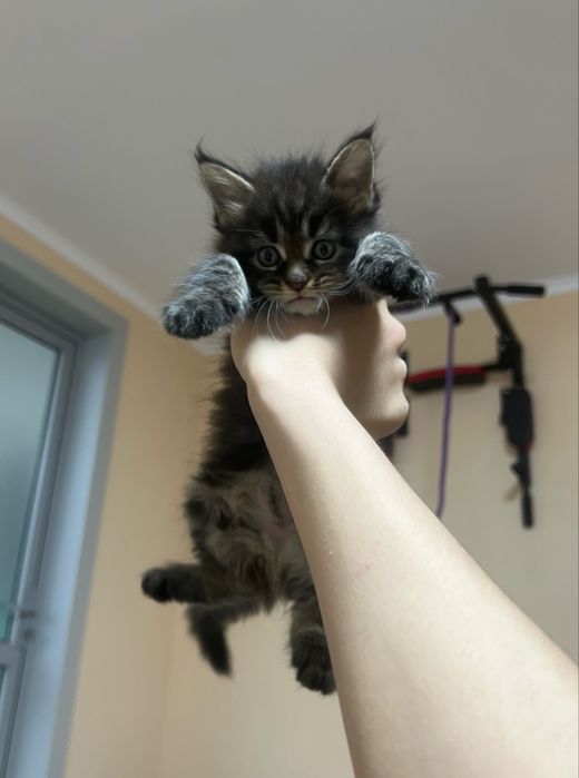 Котята мейн кун