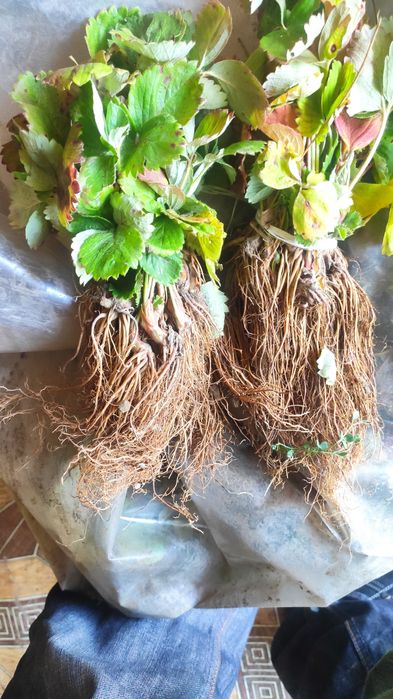 Целогодишни и сезонни ягоди + малини Люлин – пикиран разсад