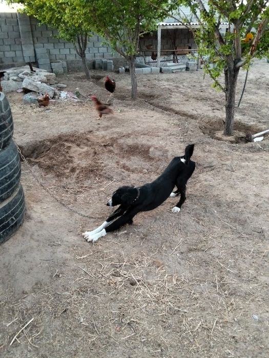 Тазы ит бір жас сатылады