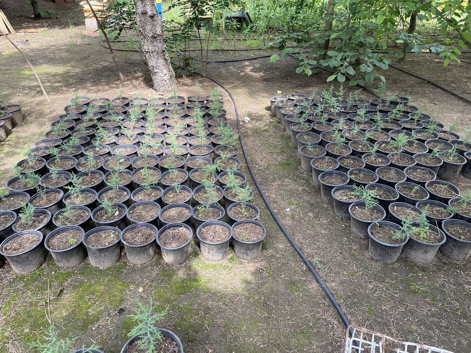 Източна туя, Аризонски кипарис, Обикновен кипарис