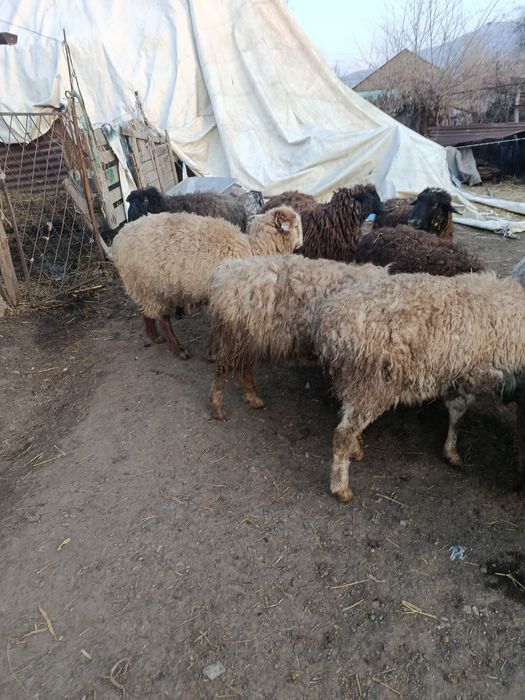 В Продажи Бараны Токты Секи.