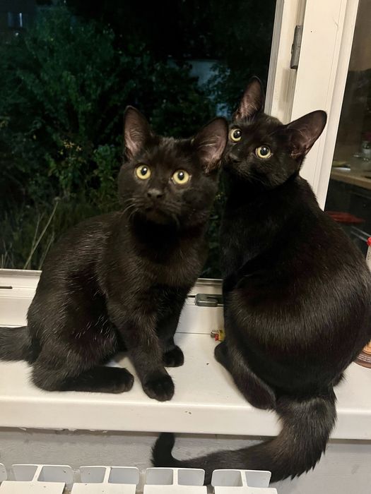 Котенок в хорошие руки