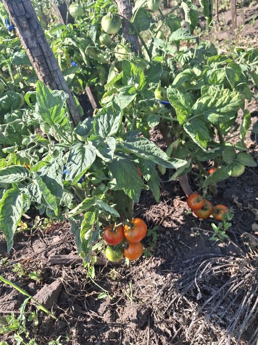 Продам дачные огурцы,  помидоры, кабачки
