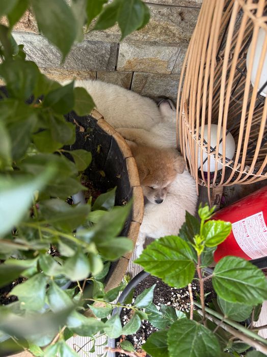 Акита ину кученца