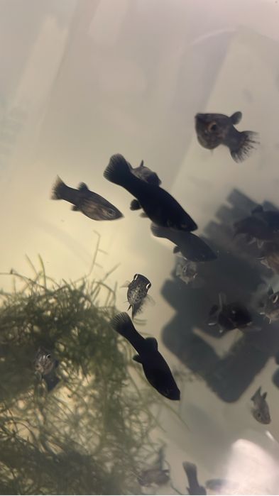 Vand pui pestii xifo/moli