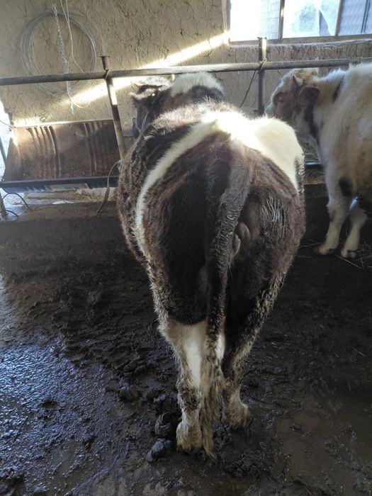 Бордақы сиыр сатылады