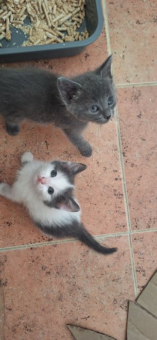 Только в надёжные, добрые руки!