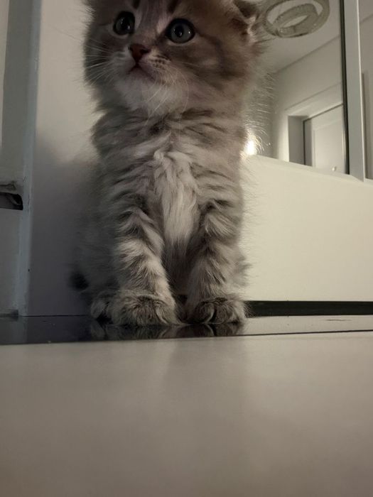 Шотландец , шотландский котенок