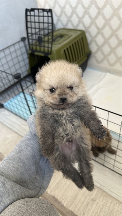 щенок шпица бронь